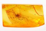 Detailed Fossil Fly (Dolichopodidae) In Baltic Amber - Great Eyes #278833-1